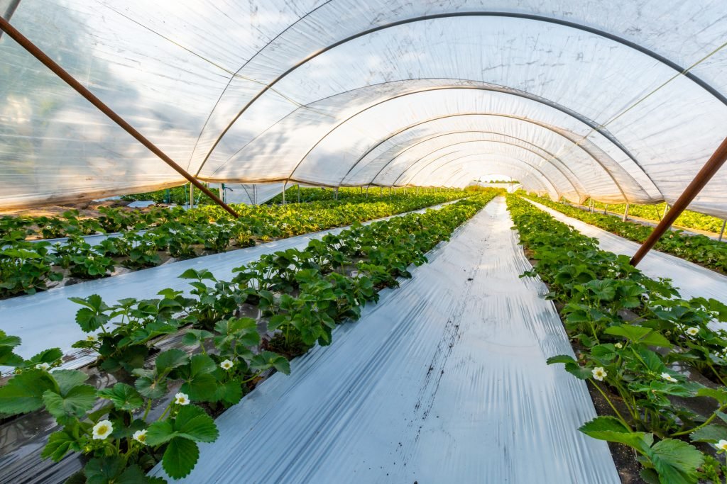 Cultivation Of Strawberry Fruits Using The Plasticulture Method,